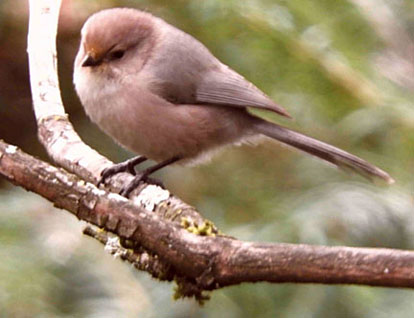 bushtit 1 small graphic